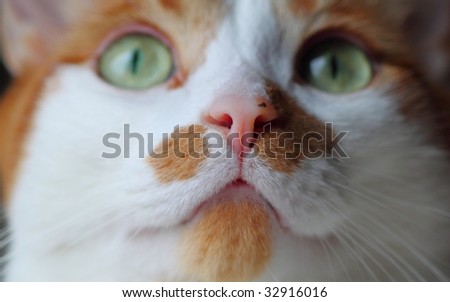 Orange and white cat face close-up