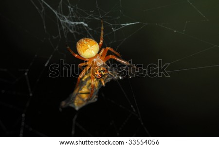 Front view of a spider and its prey