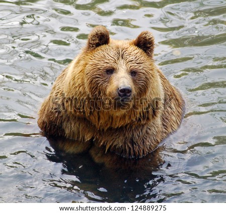 Grizzly-Bear in Water