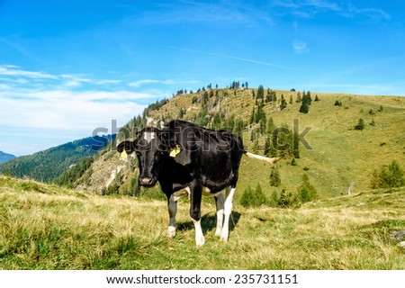 Holstein cow standing in a pasture of the austrian alps