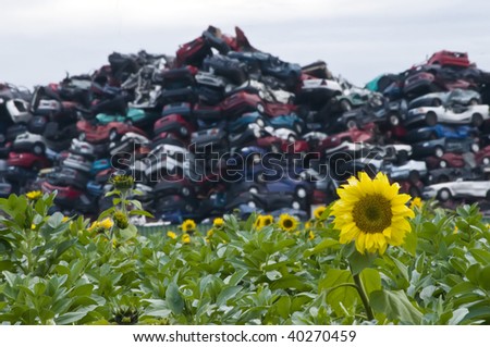 Sunflowers and Crushed Cars with Focus on the Flower