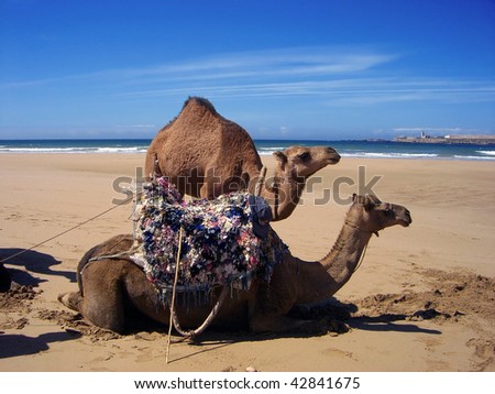 Two Camel in the Desert of Morocco