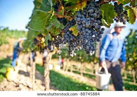 Worker in a vineyard in Wachau, Lower Austria
