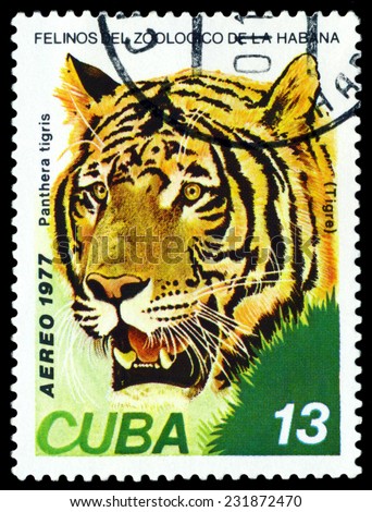 CUBA- CIRCA 1977: A stamp printed in , shows wild cats Tiger, series, circa 1977
