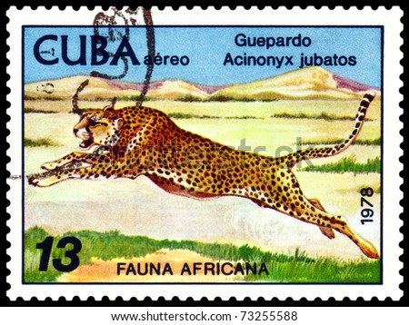 CUBA - CIRCA 1978: A stamp printed in Cuba  shows wild cats Cheetahs, series, circa 1978