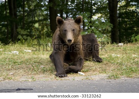 Young wild bear on the grass