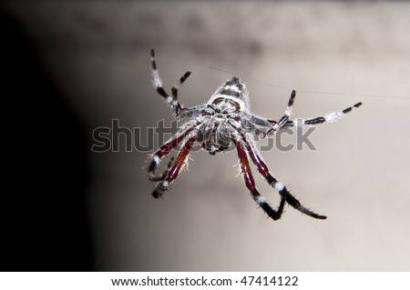 Front view of a hairy spider dangling on its web
