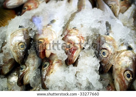 many fresh fishes cooled by ice on market stall