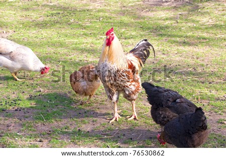 beautiful cock and hens living on an organic farm