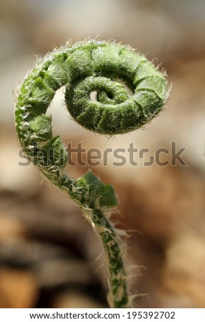 A wild fiddle back fern unfurls and grows out of the leaf covered forest floor on a sunny spring morning.