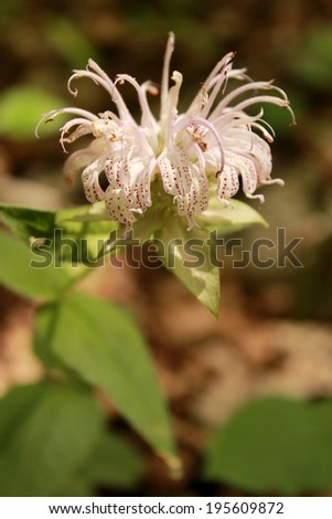 The spotted white petals of the Horsemint wildflower pictured here a forest floor in Missouri, USA.