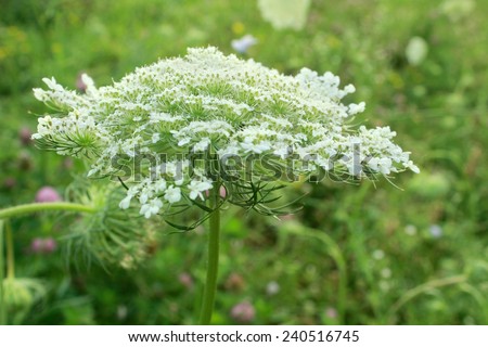 Wild Daucus carota, Queen Anne\'s Lace, blooms in a field in this close-up photo of the clustered white blossoms.