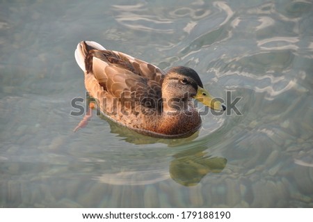 Wilde duck sea