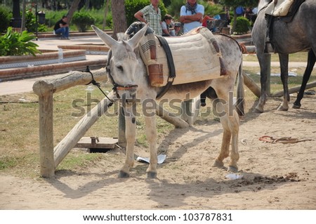 EL ROCIO, ANDALUSIA, SPAIN - MAY 27: Small mule with drawn carriage, animal and people attend traditional pilgrimage - Romeria in el Rocio on May 27, 2012 in El Rocio, Andalusia, Spain.