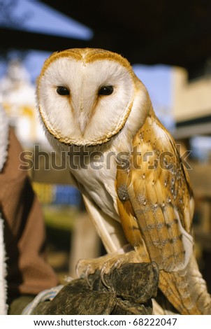 Beautiful Eagle Owl - portrait.  (captive bird)