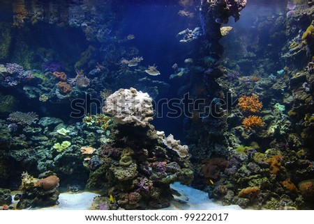 Underwater tunnel see marine life, Tourist in big aquarium, underwater tunnel to see marine life - Valencia, Spain