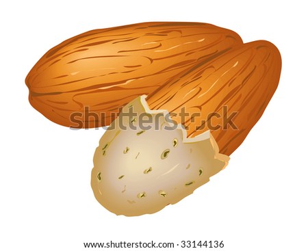 Nut Vector
