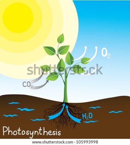 Photosynthesis Vector Image, Simple Scheme For Students - 105993998
