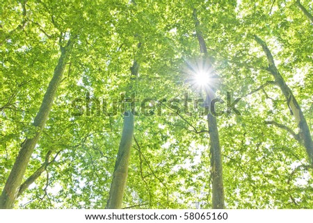 The sun through trees