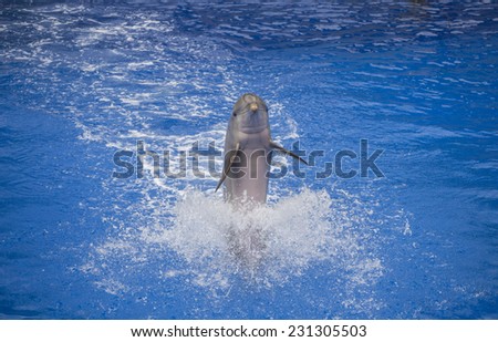 Dolphin performance in Palmitos Park, Gran Canaria