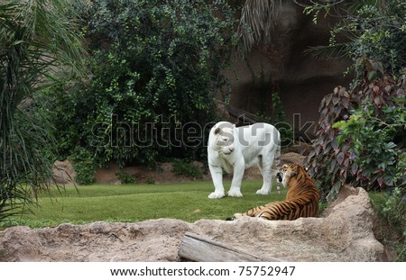 Two tigers - Prince (white tiger) and Saba in Loro Parque in Tenerife