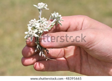hand holding white flowers in finger tips