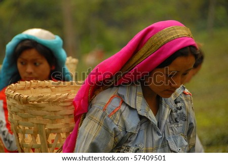 DARJEELING, INDIA - APRIL 1: Laborers in bright headscarves pick tea on April 1, 2010 in Darjeeling, India. As members of a co-operative, their earnings are up to 13 times higher than other workers.