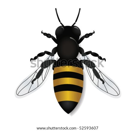 Bee Vector - 52593607 : Shutterstock