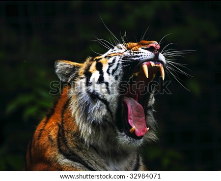 Tiger with Mouth open