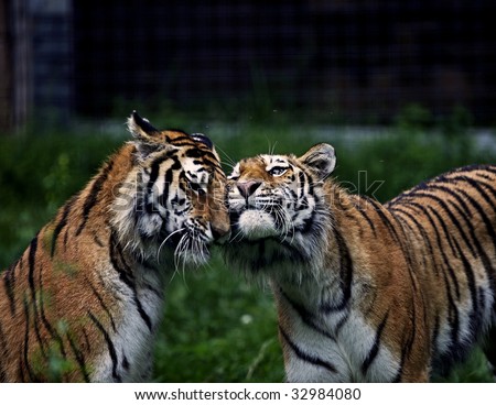 Two tigers making up