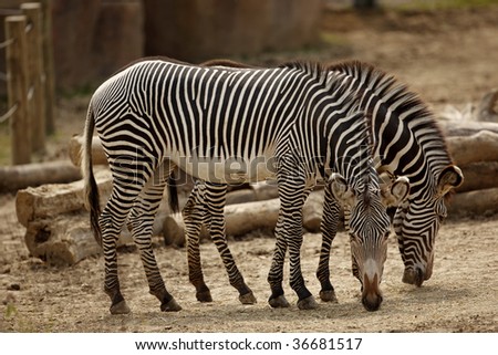 A pair of zebras standing side by side.