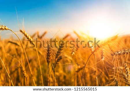 wheat harvest, wheat field on the background of blue sky in the sun.  agriculture.