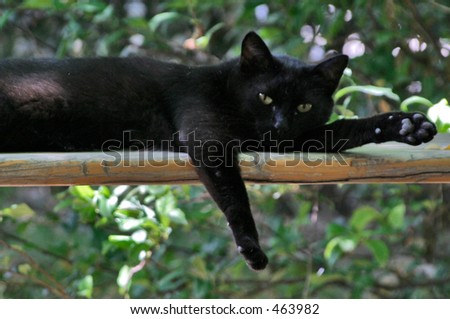 Cat Lounging