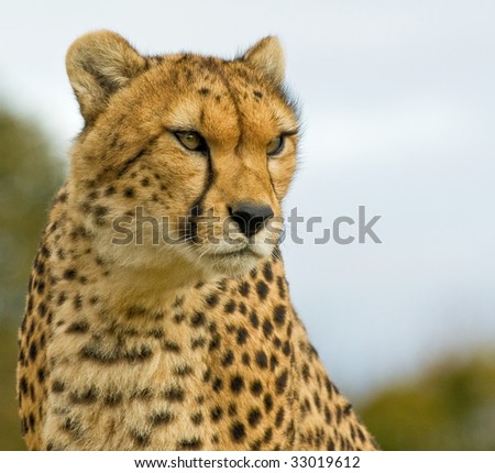 A cheetah studying the lie of the land