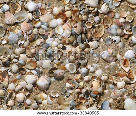 sea shells on sand seamless background