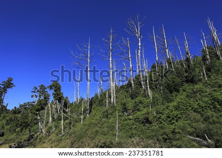 Dead trees in a hill, with blue sky background. These trees are Kawakamii Fir (Taiwan White Fir, Abies kawakamii)