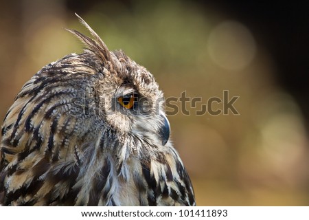 Side portrait of a Cape Eagle Owl