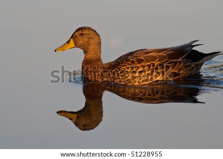 A yellow-billed duck (Anas undulata) floating on a pond in golden morning light
