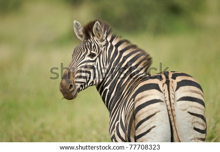 Portrait of a Plains (Burchell\'s) Zebra in the African bush