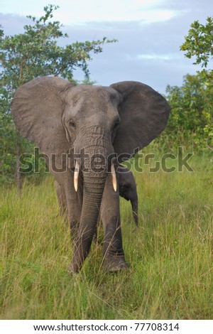 An African Elephant mother and calf in the wilderness of the Greater Kruger National Park, South Africa