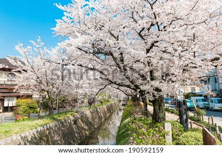 Cherry Blossom in Kyoto, Philosophy Path