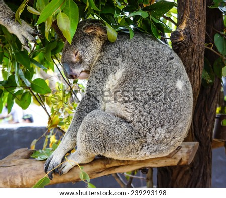 Australian Koala Bear sleep on a tree trunk