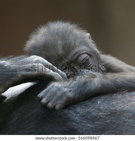 sleeping gorilla