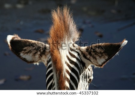funny hairstyle. stock photo : funny hairstyle