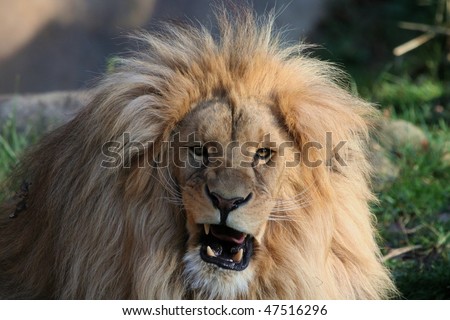Well roared, lion!