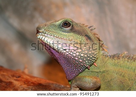 Green Chinese Water Dragon