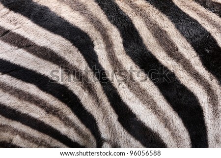Fur of a Zebra for background