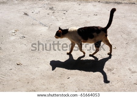 Cat walk in the street