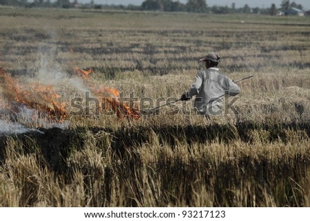 Farmer working in paddy field at Sekinchan, Malaysia.