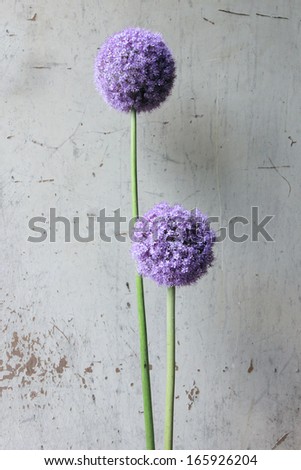 Violet garlic flower